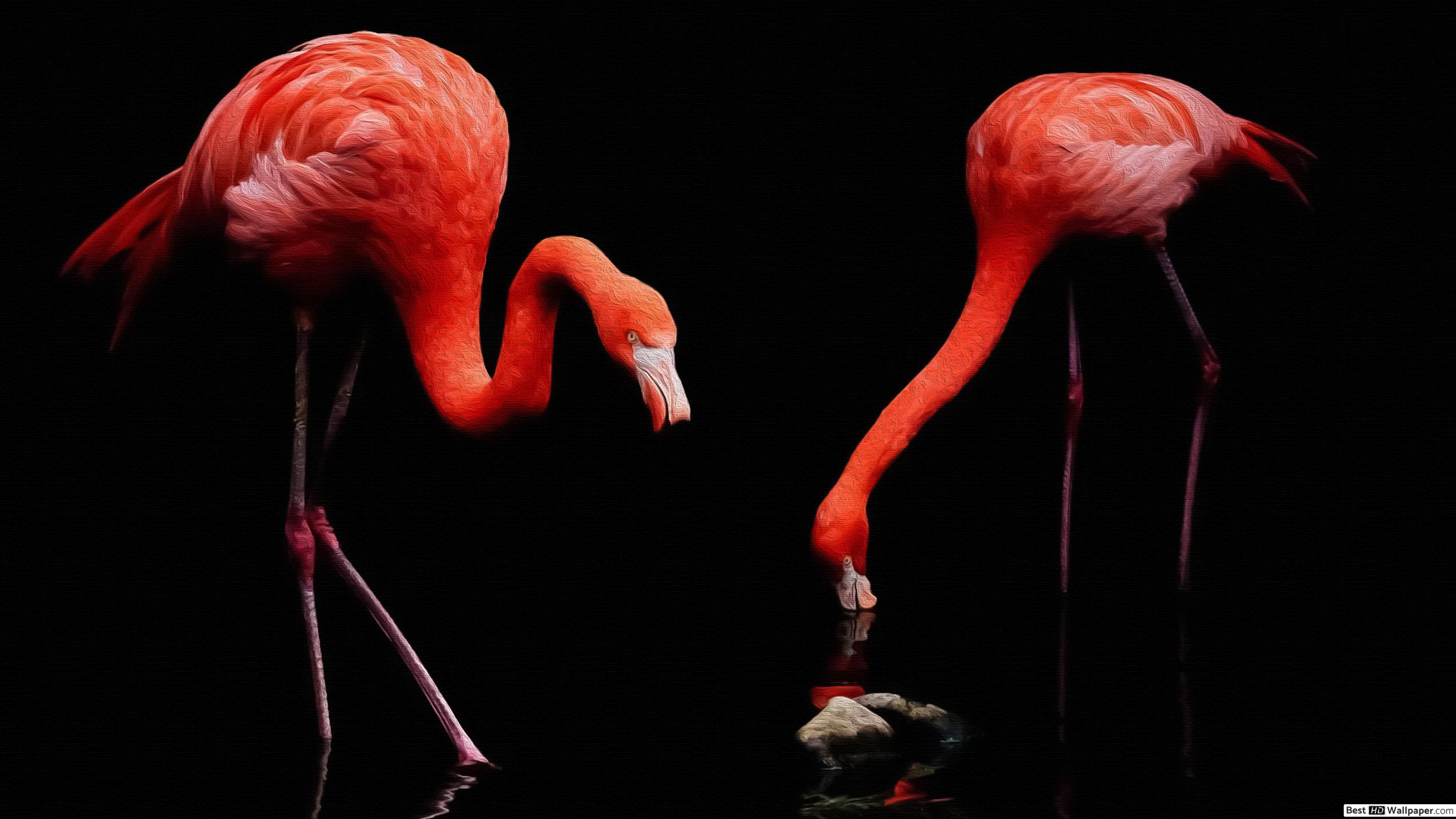 Beautiful Flamingo - HD Wallpaper 