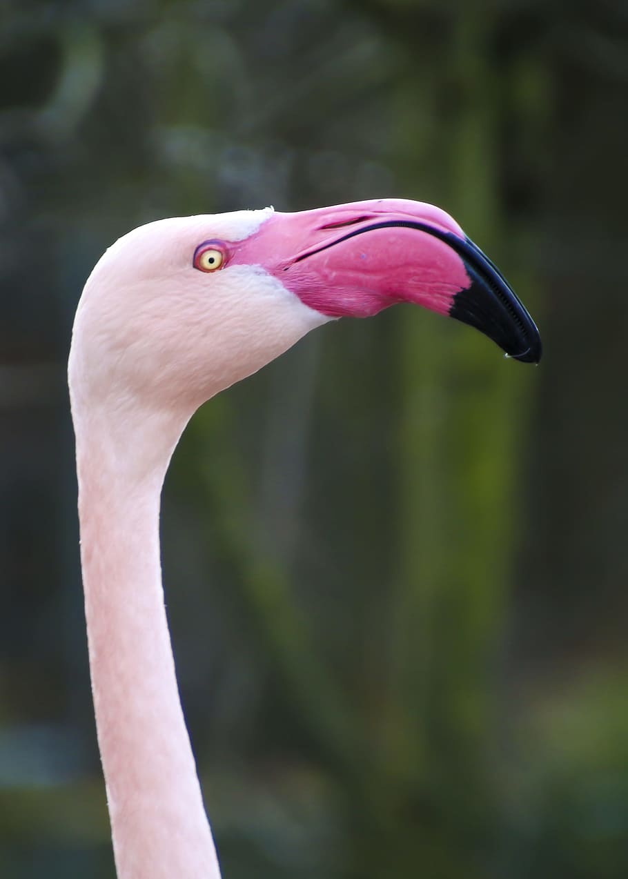 Closeup Photo Of Lesser Flamingo, Head, Long Jibe, - Pink Flamingo Up Close - HD Wallpaper 