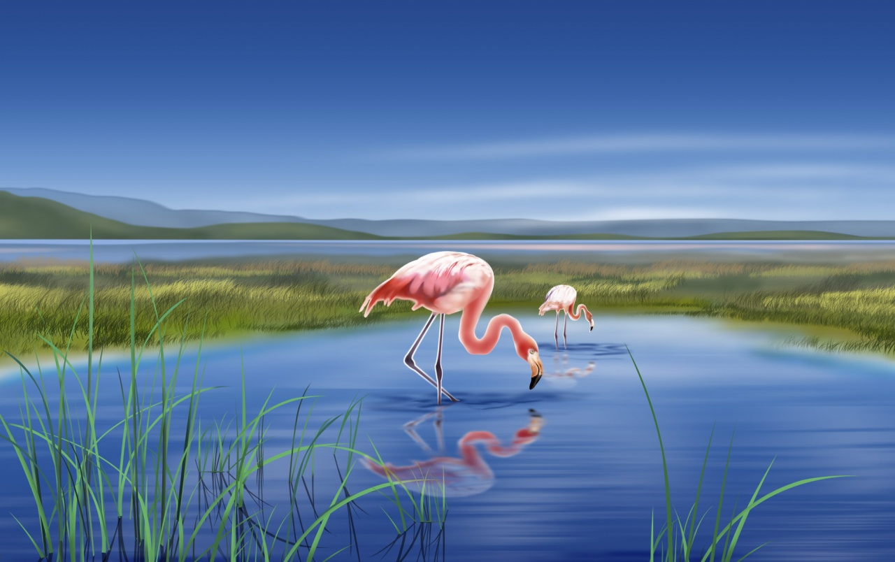 Flamingos Wallpapers - Hintergrundbilder Flamingos - HD Wallpaper 