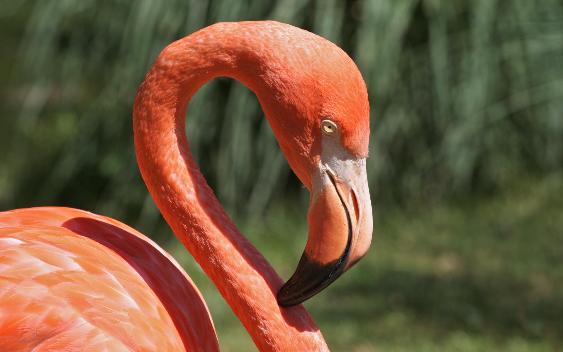 Pink Flamingo - HD Wallpaper 