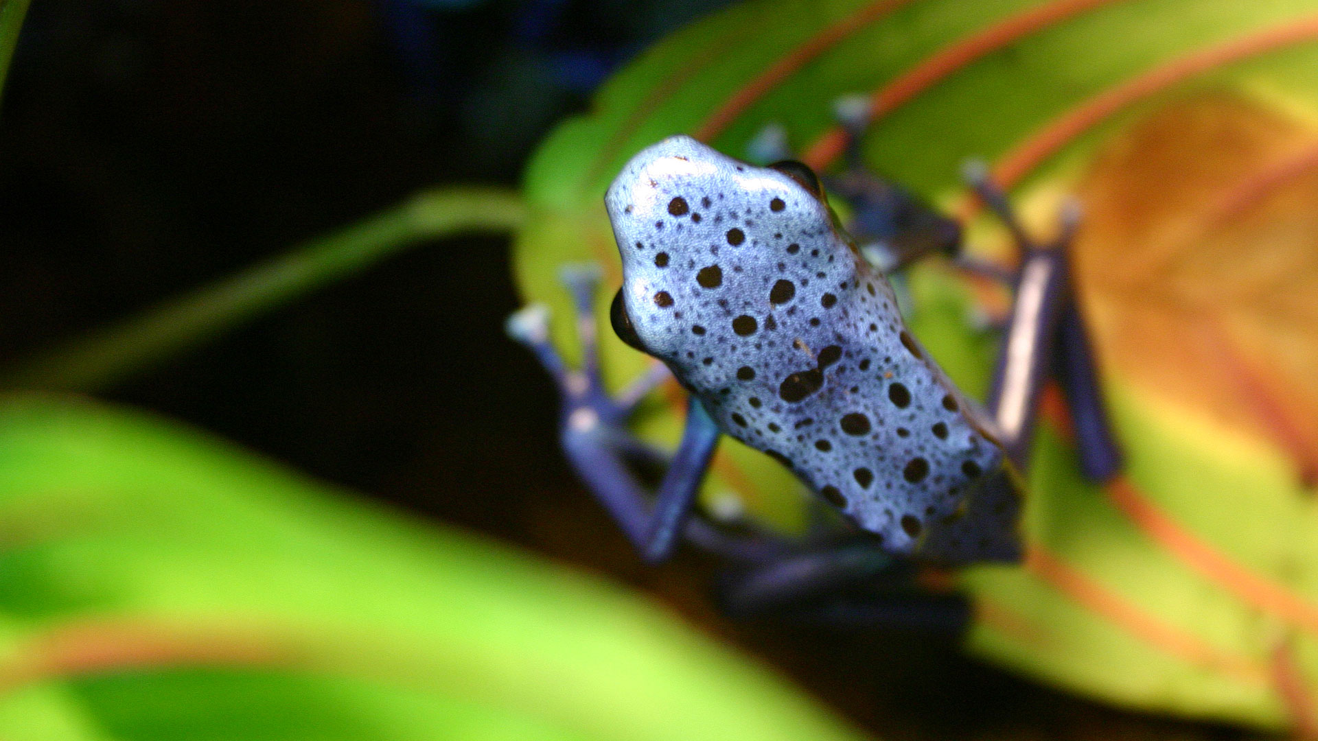 Frog Wallpaper Hd - Poison Dart Frog Hd - HD Wallpaper 