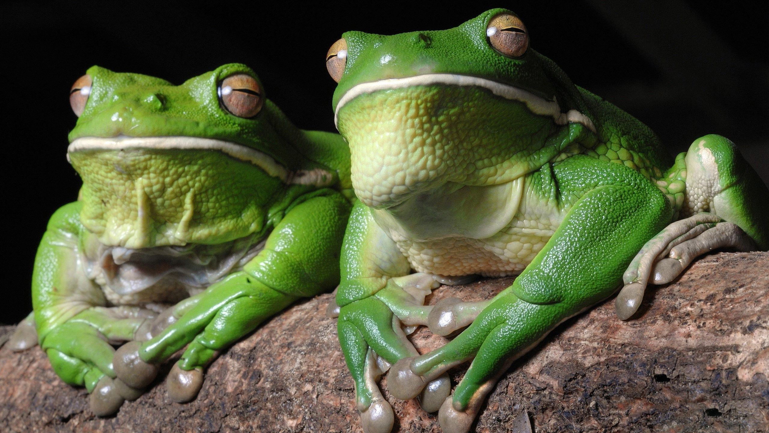 Wallpaper - HD Wallpaper 