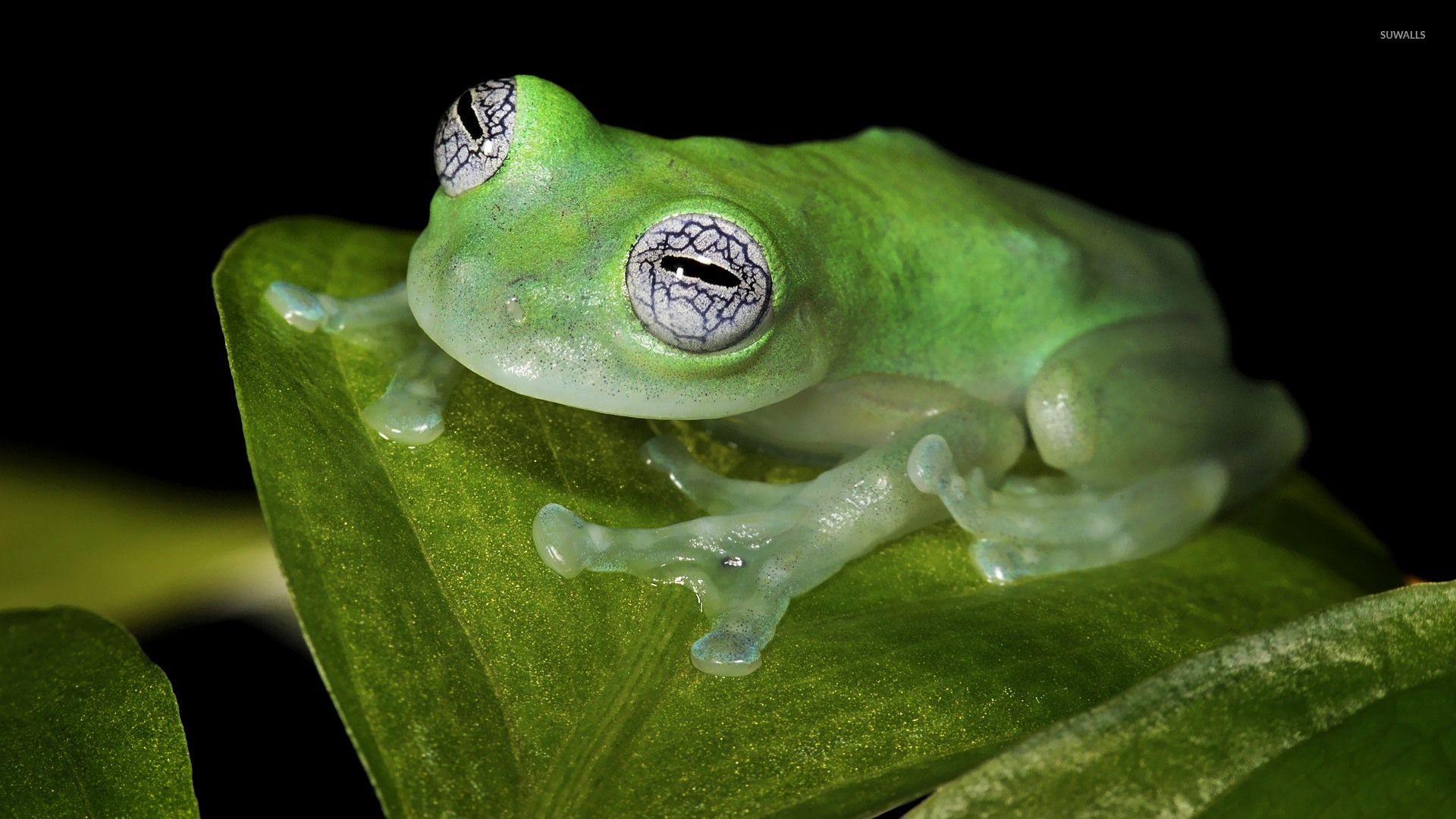 Glass Eyed Tree Frog - HD Wallpaper 