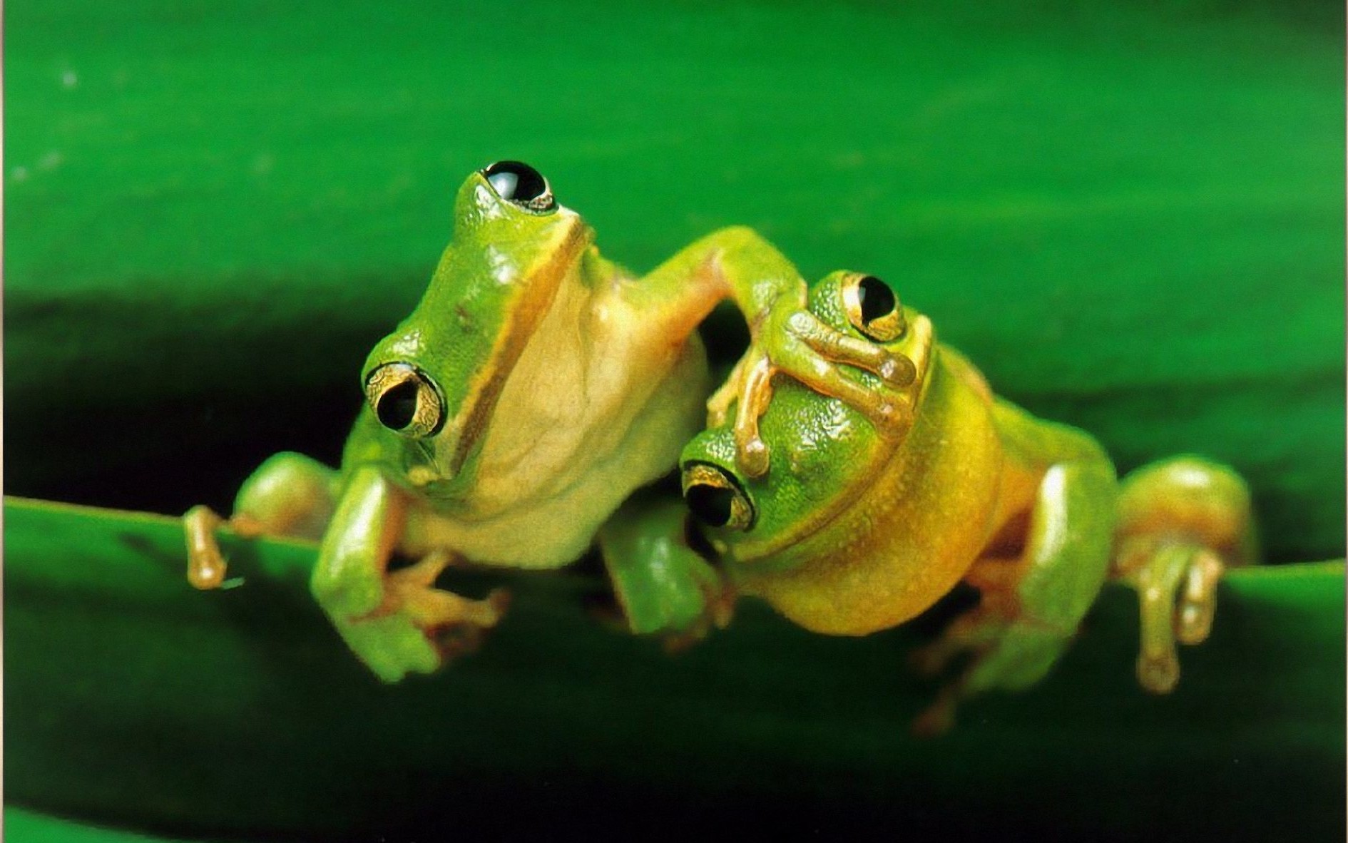 Showing Cute Frogs Pictures - Cute Frogs - HD Wallpaper 