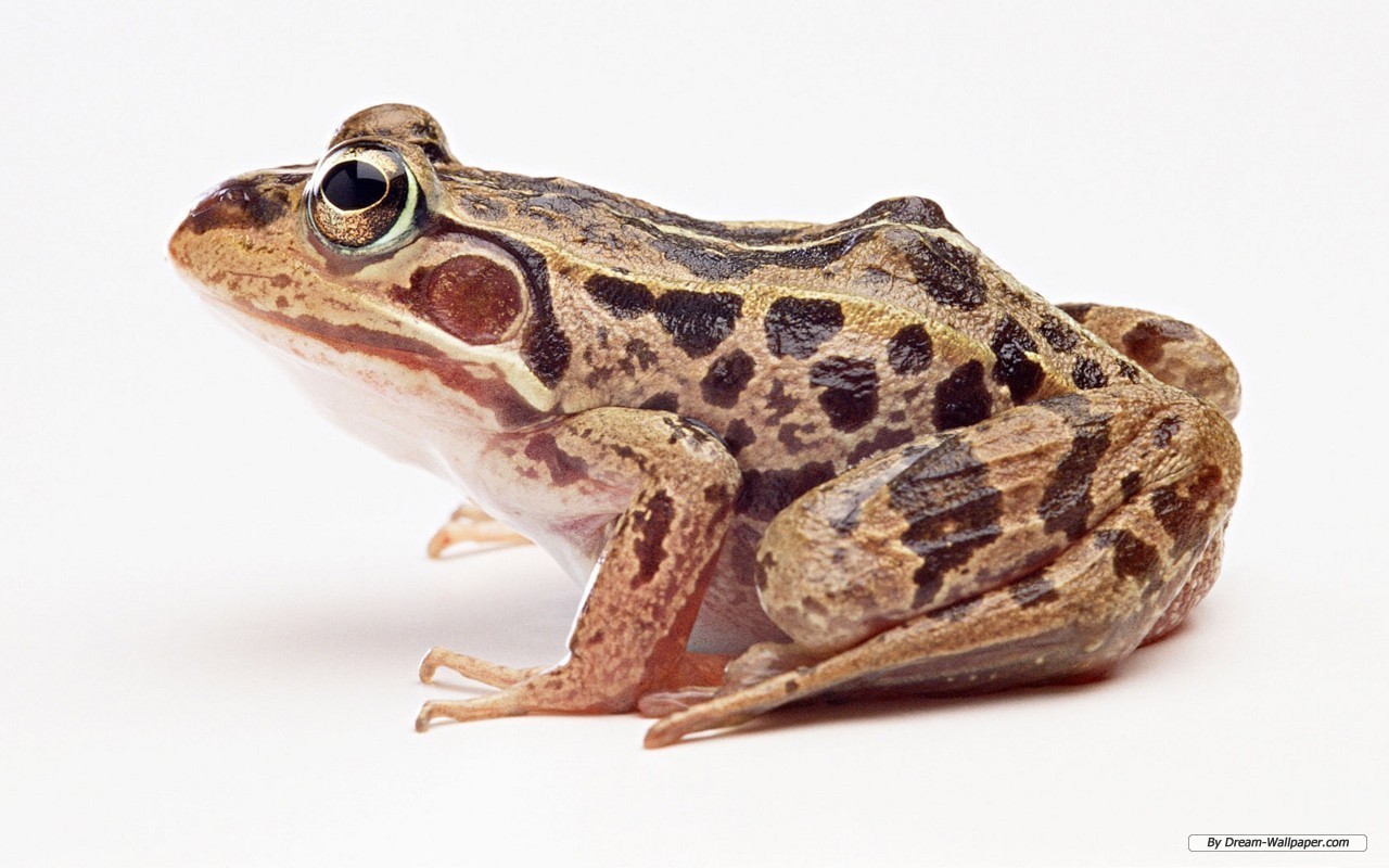 Frog Wallpaper - Frog Png - HD Wallpaper 