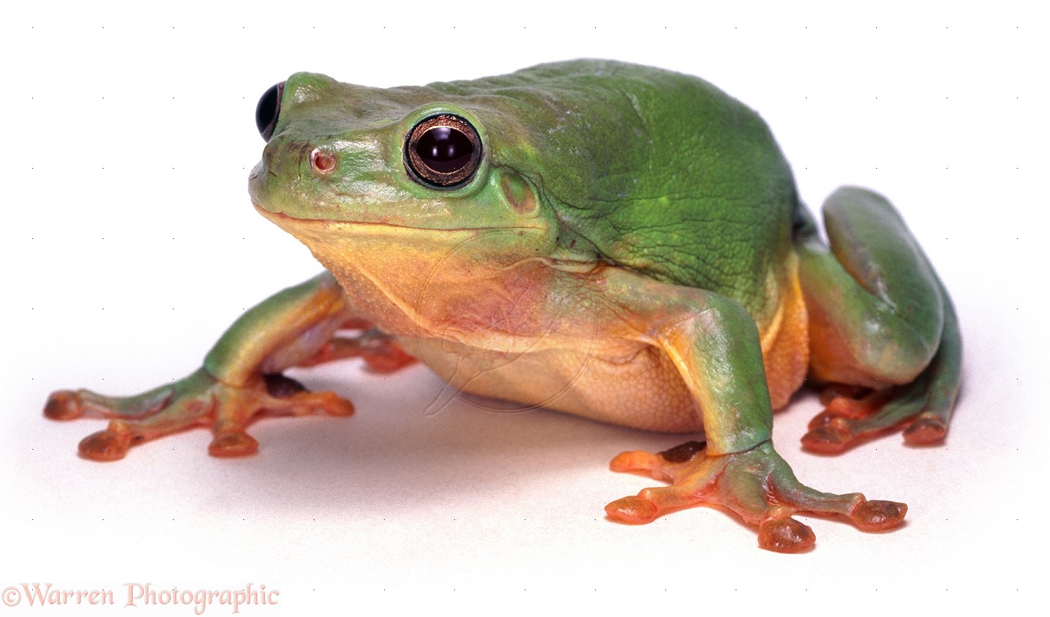 Frog Pictures Hd Wallpaper 23 - - Animal Compare And Contrast Text - HD Wallpaper 