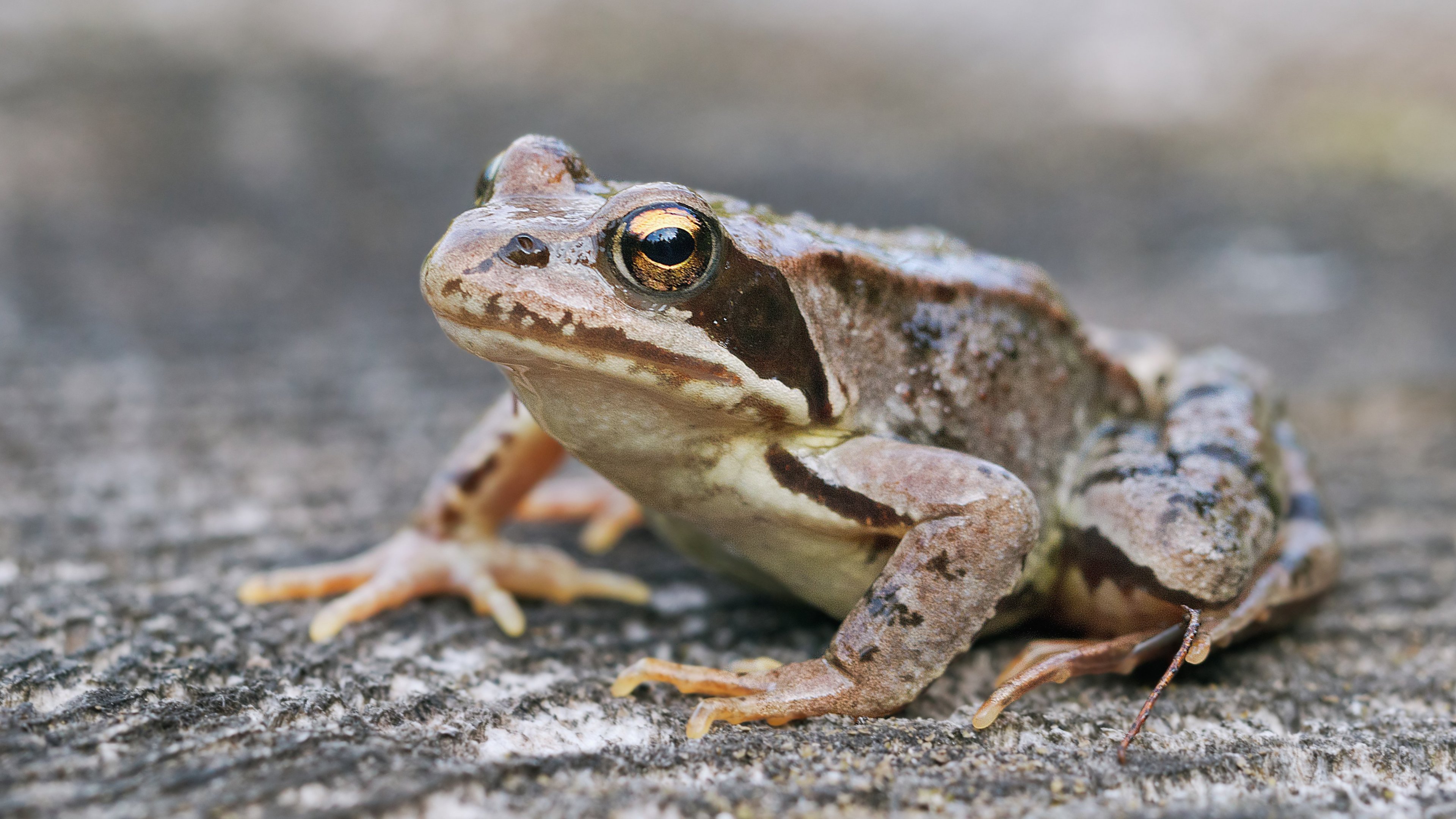 Frog - HD Wallpaper 