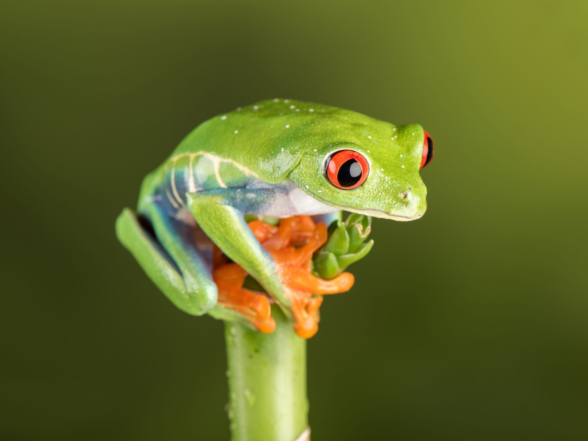 Tree Frog - HD Wallpaper 