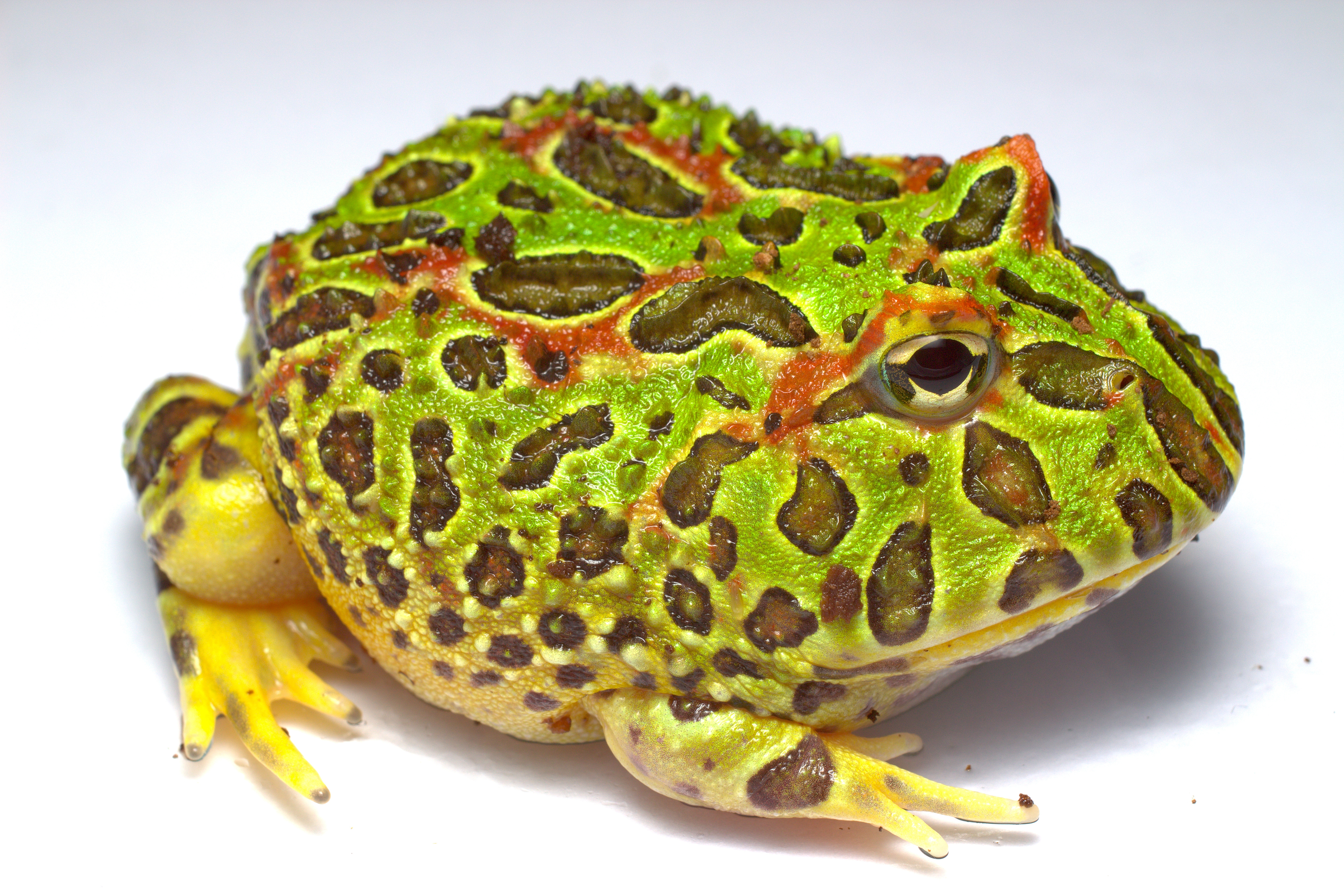 Northern Leopard Frog - HD Wallpaper 