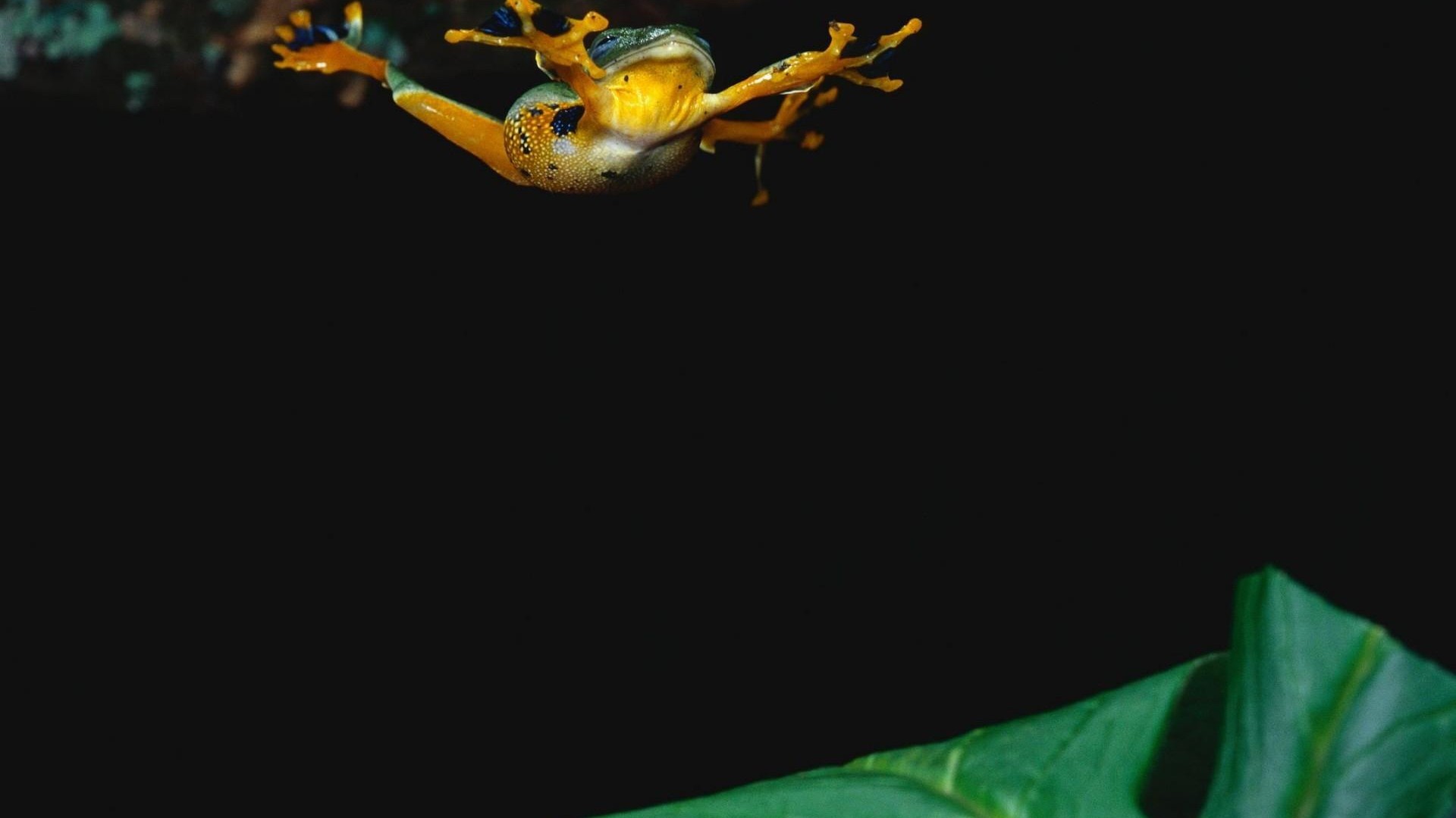 Frog Black - HD Wallpaper 