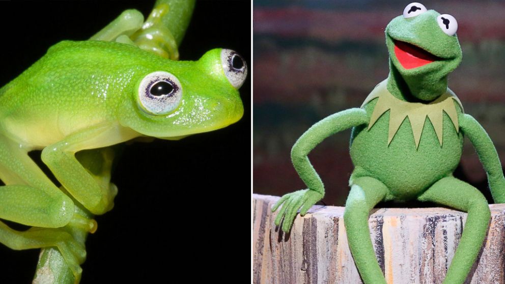 New Frog Species Kermit - HD Wallpaper 