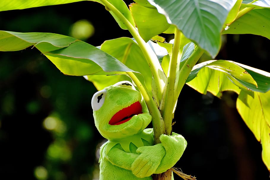 Frog Plush Toy On Banana Tree, Exasperate, Kermit, - Auf Die Palme Bringen - HD Wallpaper 