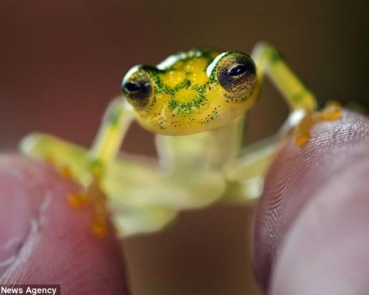 Pictures Funny Frog Hd Wallpapers Funny Frog Hd Wallpapers - Frog - HD Wallpaper 