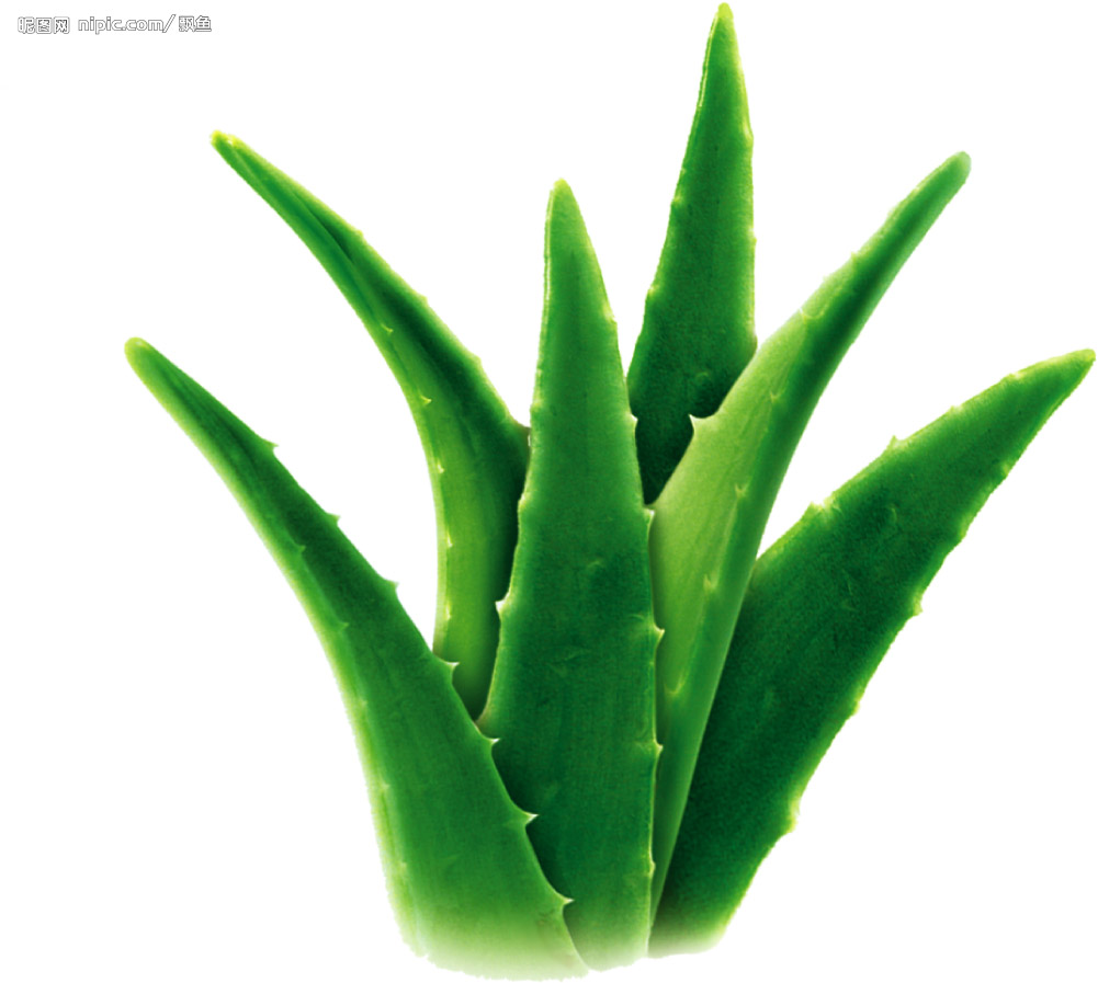 Nature's Precious Gift To Life Safeandhealthylife - Aloe Vera Image Hd -  1001x897 Wallpaper 