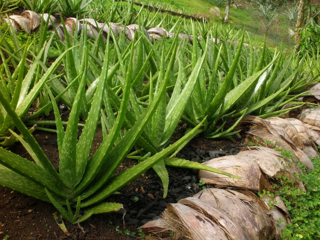 Aloe Vera Image Hd - HD Wallpaper 