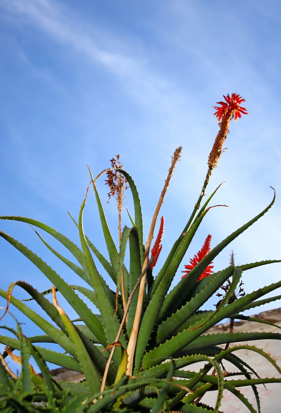 Green Aloe Vera Plant Preview - Aloe Vera Ka Phool - HD Wallpaper 