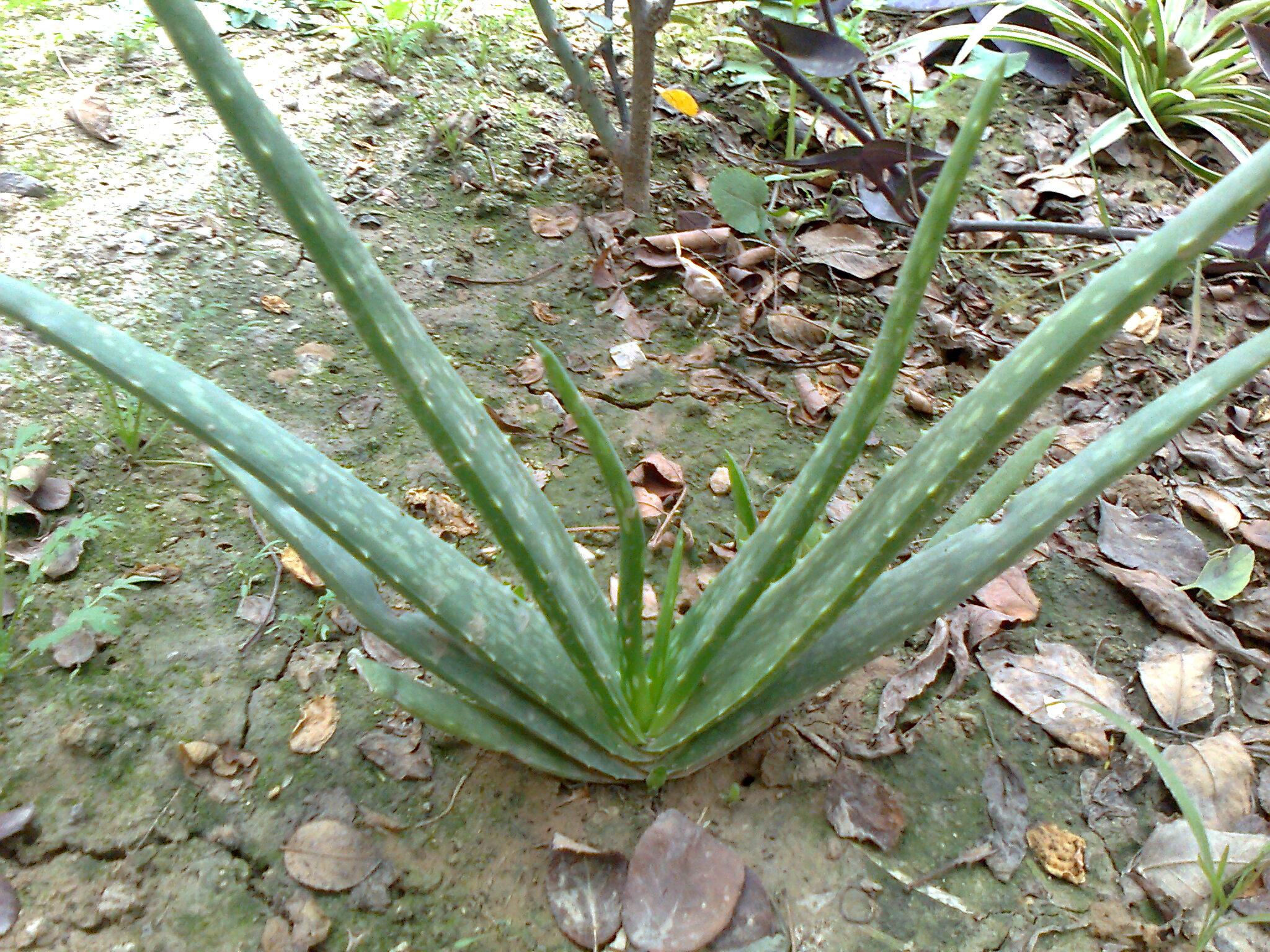 Aloe Vera - Agave - HD Wallpaper 