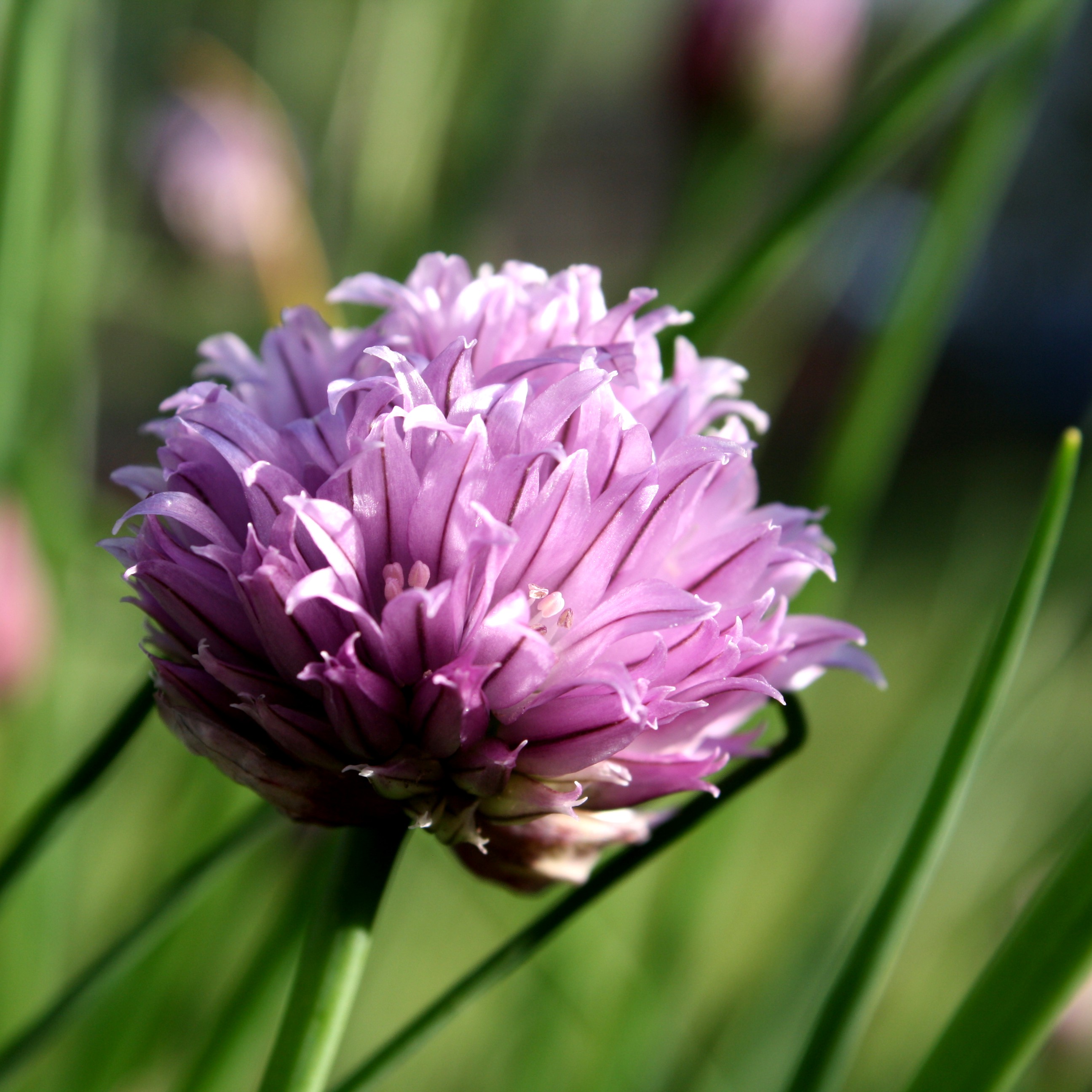 Red Clover - HD Wallpaper 