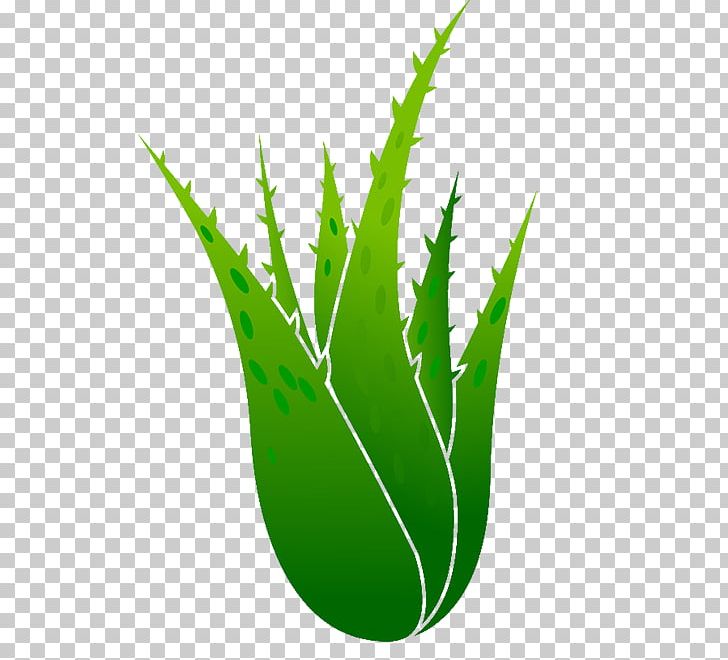 Aloe Vera Euclidean Plant Illustration Png, Clipart, - Michael The Office Cartoon - HD Wallpaper 