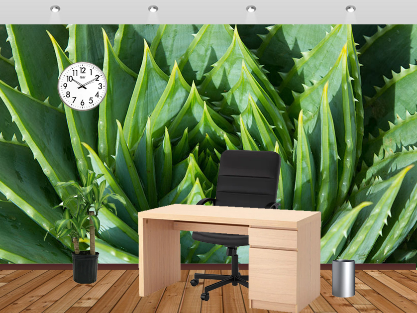 Aloe Wall Mural Green Aloe Vera Wallpapers Printed - Aloe Vera - HD Wallpaper 