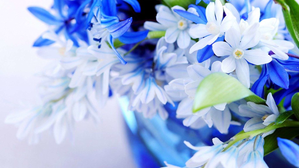 Flower Desktop Wallpaper Hd - HD Wallpaper 