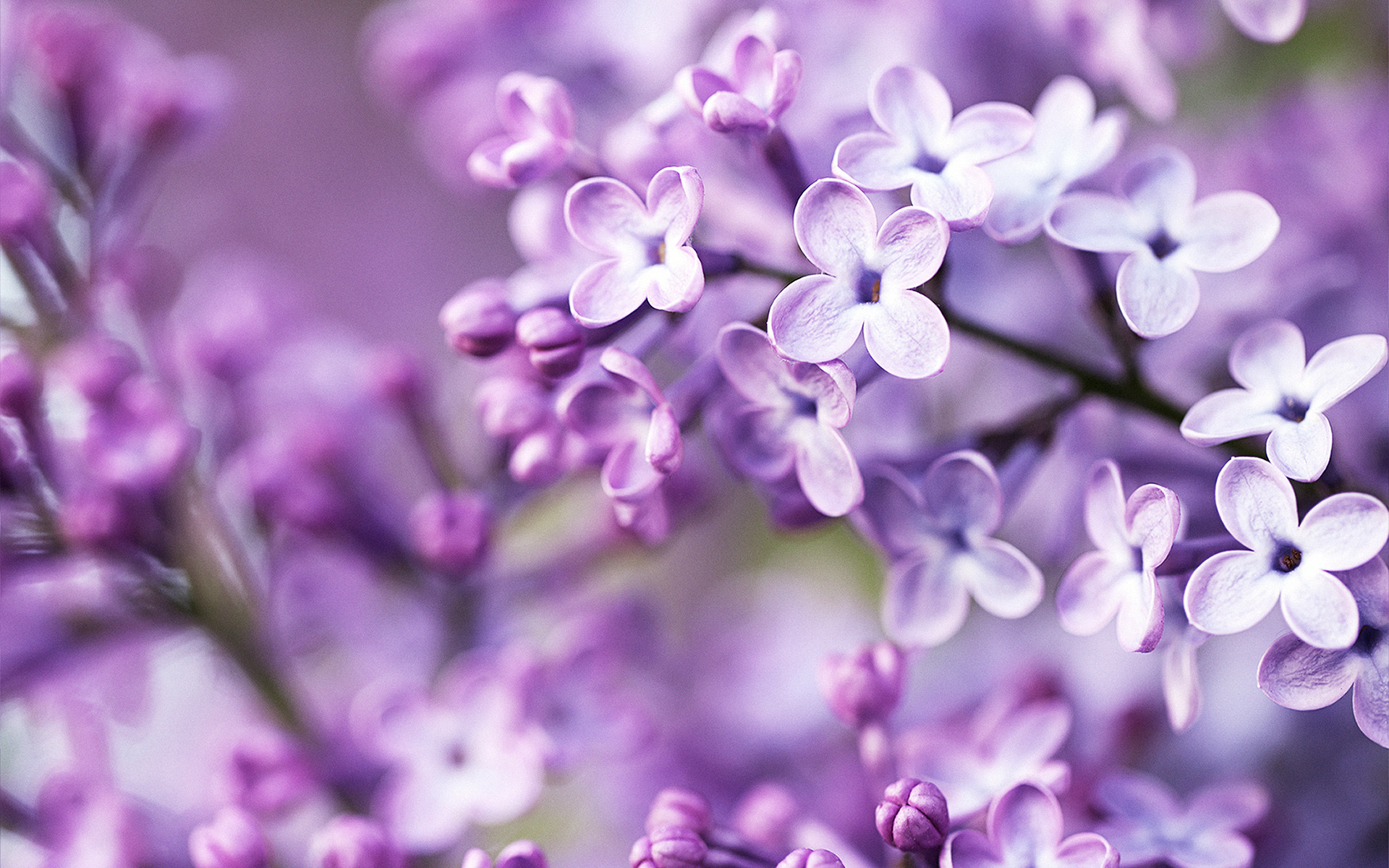 1920x1200, Spring Purple Flowers Wallpapers - Purple Flower Desktop Background - HD Wallpaper 
