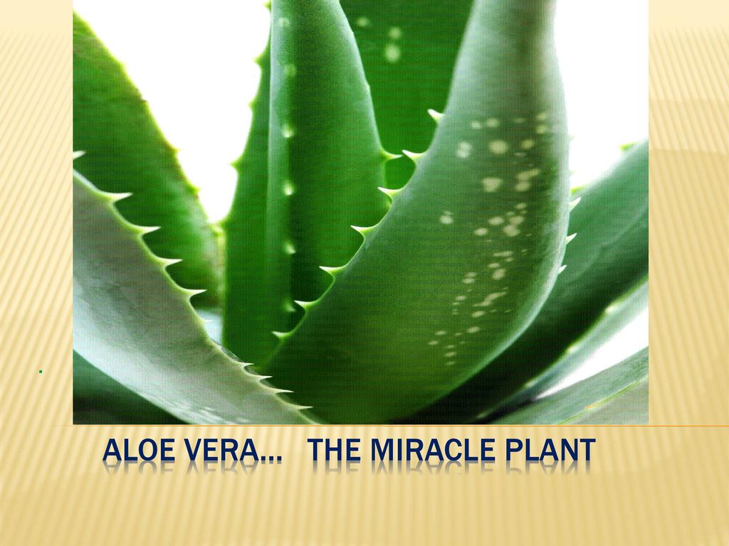 Aloe Vera - HD Wallpaper 