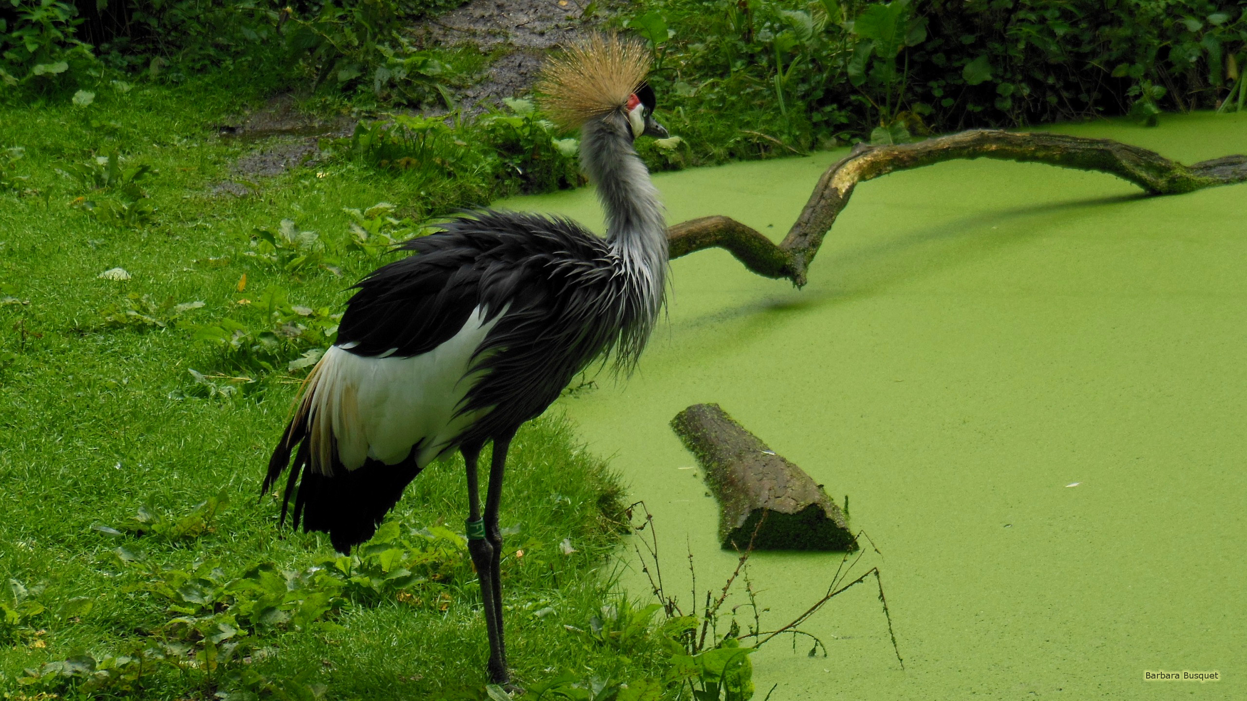 Grey Crowned Crane Wallpaper - Stork - HD Wallpaper 