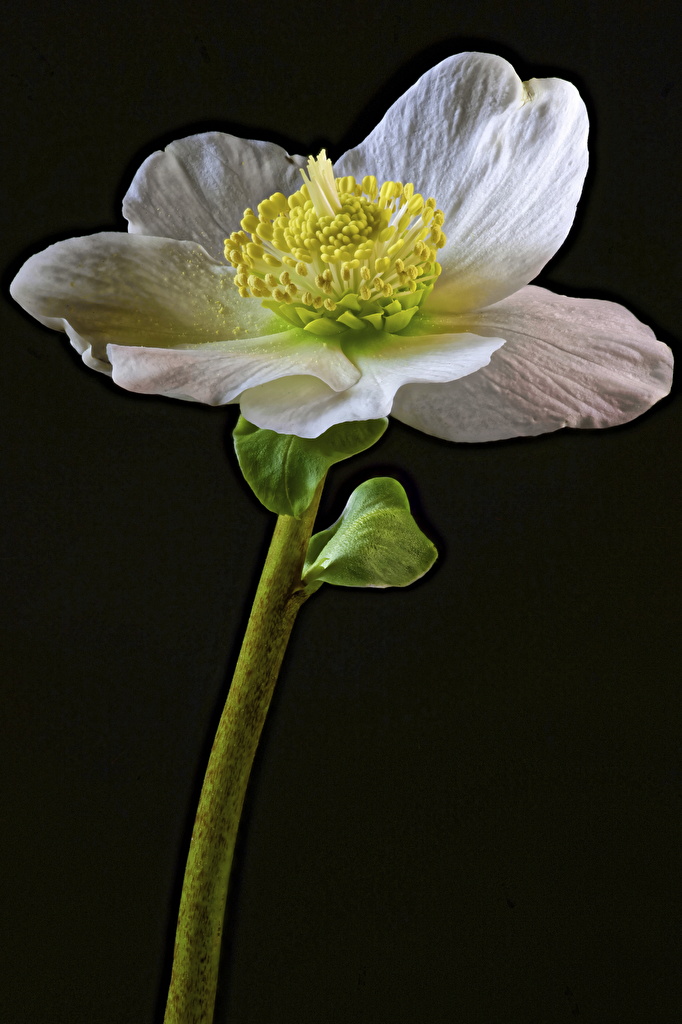 Windflower - HD Wallpaper 