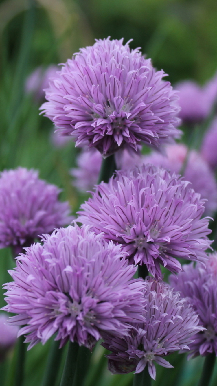 Chives - HD Wallpaper 
