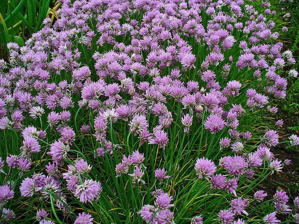 Allium Schoenoprasum - HD Wallpaper 