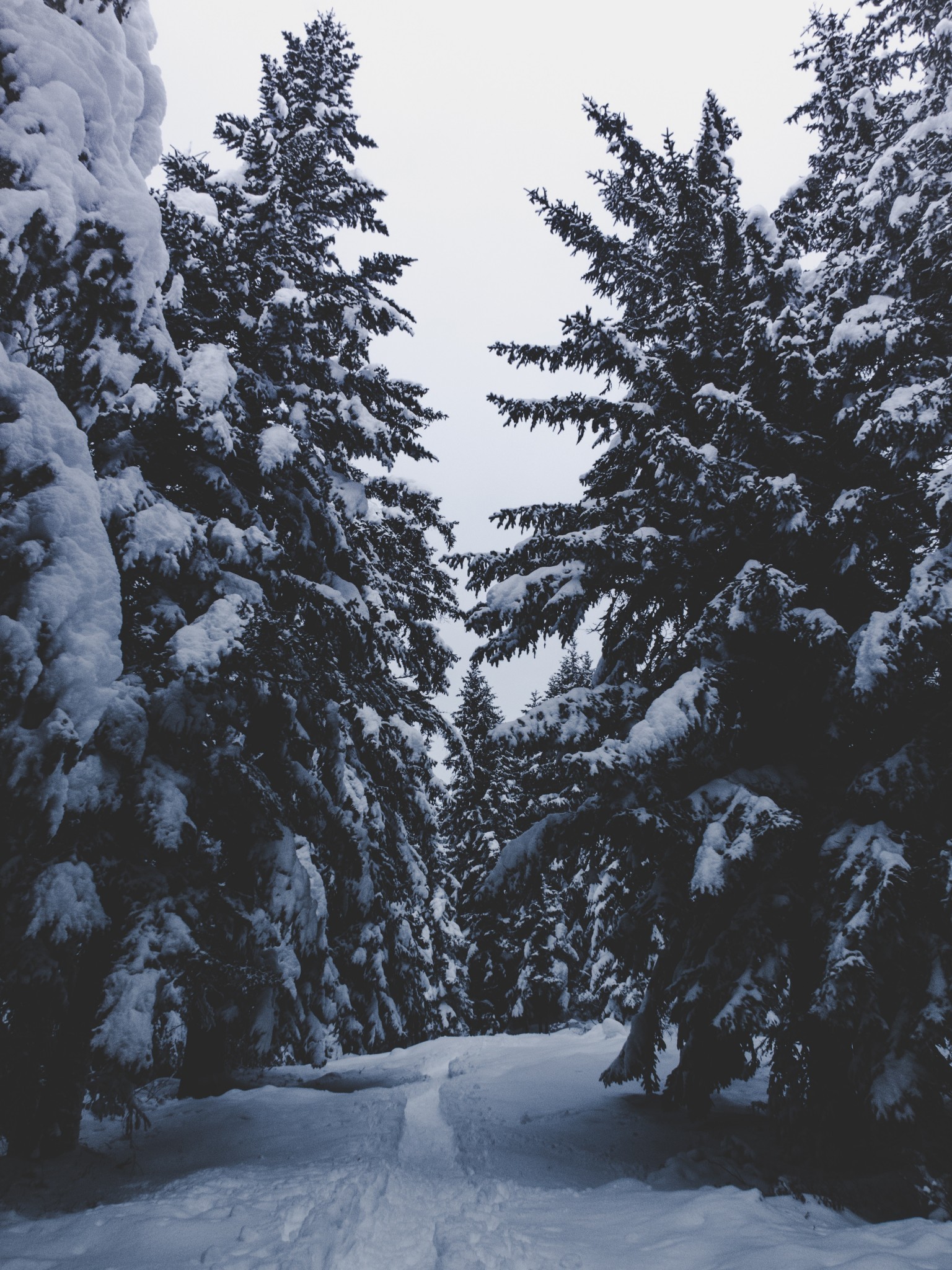 Snow, Winter, Trees, Spruce, Sky, Branches - Snowy Background For Phone - HD Wallpaper 