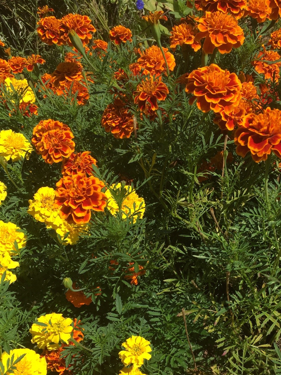 Image - Tagetes Patula - HD Wallpaper 