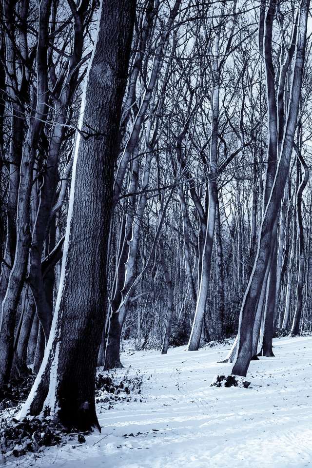 Forest In Winter - Wallpaper - HD Wallpaper 