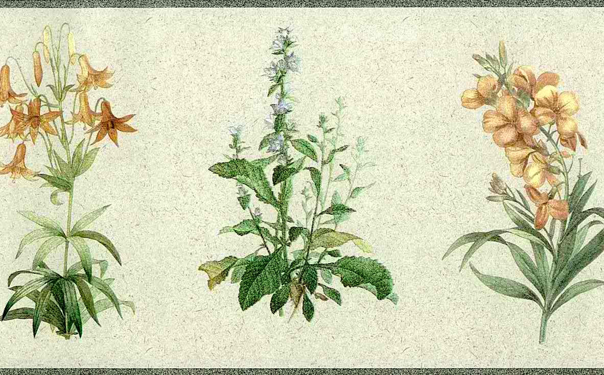 Botanical Floral Vintage Wallpaper Border, Blue, Green, - White Moth Mullein - HD Wallpaper 