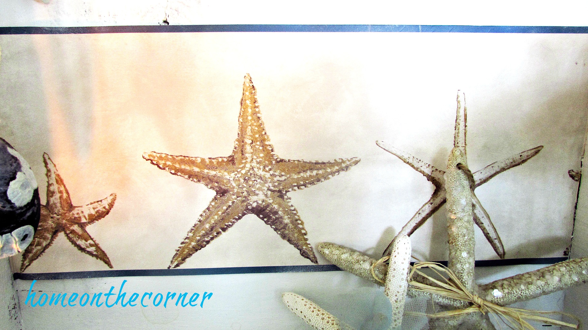 Starfish - HD Wallpaper 
