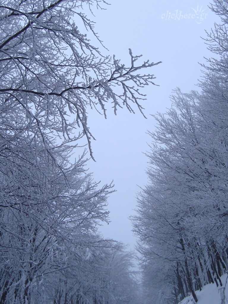 Wallpaper - HD Wallpaper 