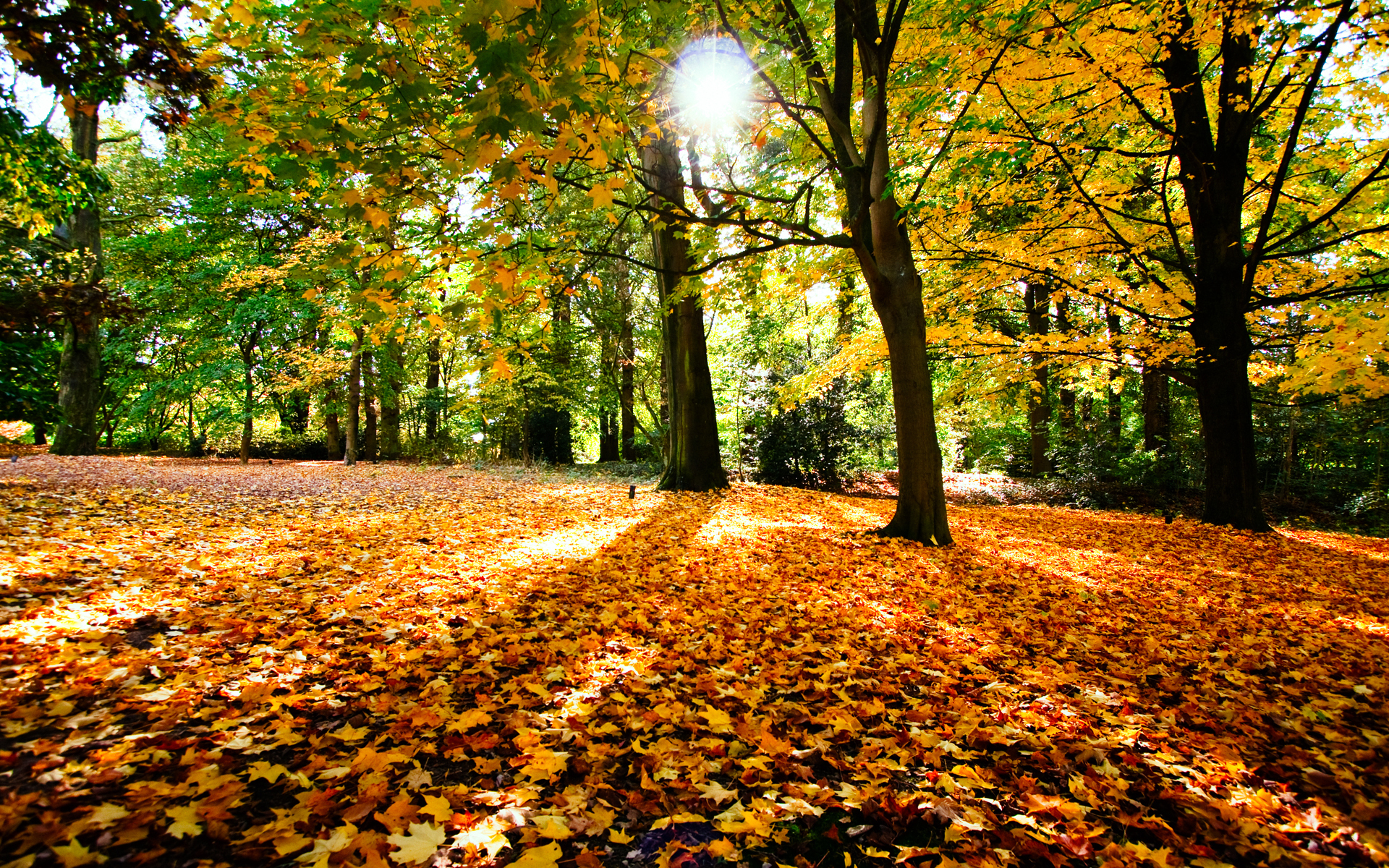 Autumn Fallen Leaves - HD Wallpaper 