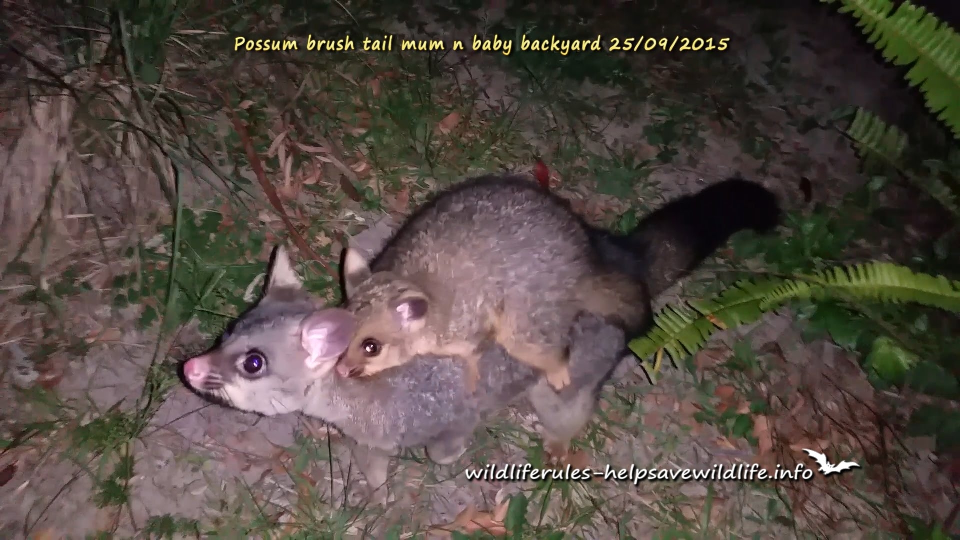 Possum With Baby - Possum - HD Wallpaper 