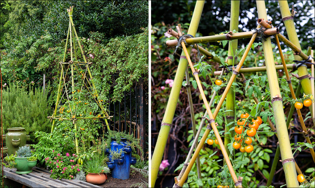 Bamboo Trellis Tower For Tomatoes - Build Bamboo Trellis - HD Wallpaper 