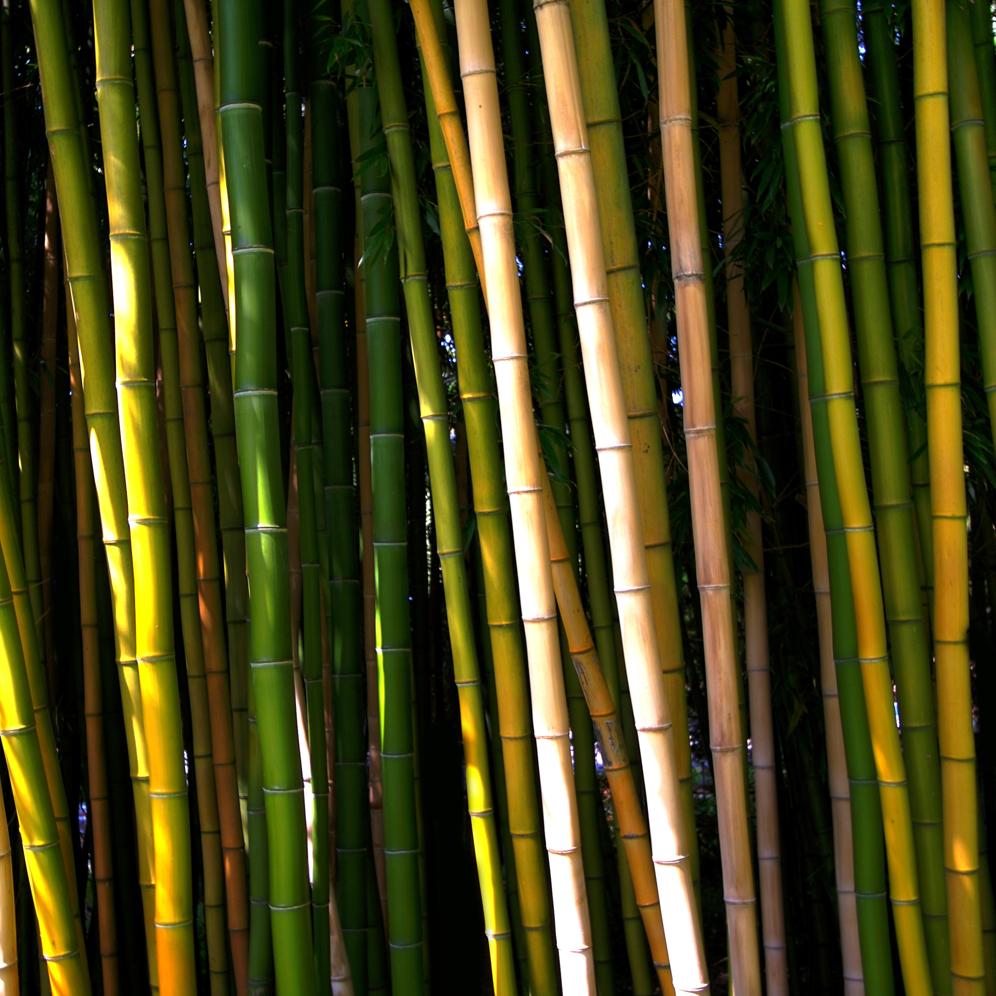 Bamboo Ipad Wallpaper - Ipad Wallpaper Bamboo - HD Wallpaper 