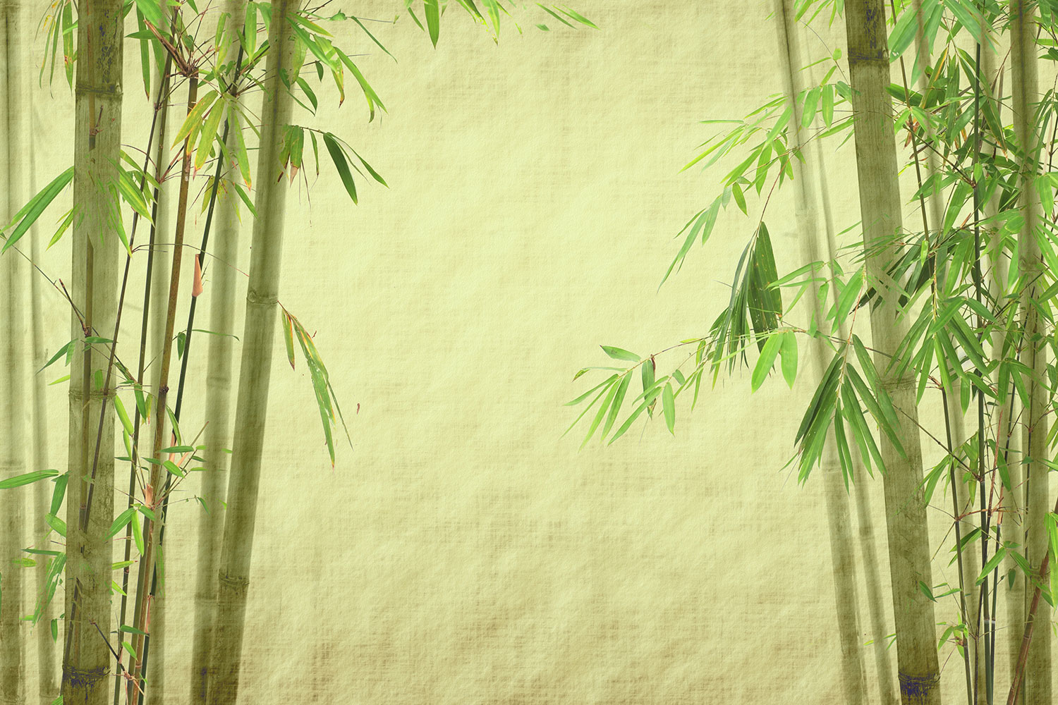 Green Bamboo - HD Wallpaper 