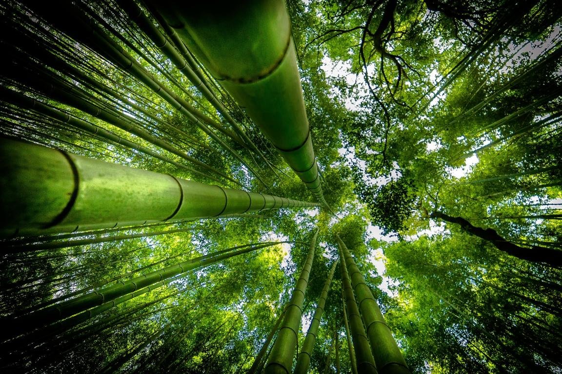 Free Download Bamboo Wallpaper Id - Bamboo Wallpaper Hd - HD Wallpaper 