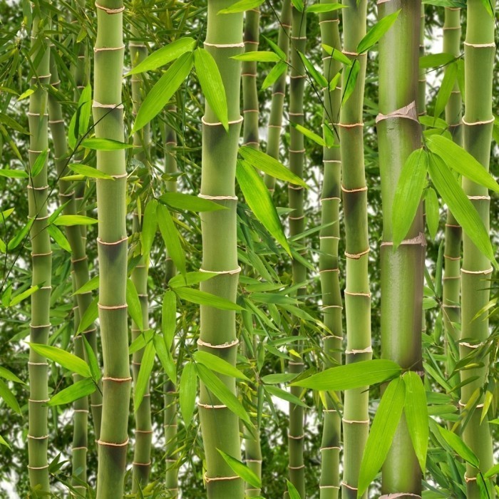 Bamboo Wallpaper 
 Title Bamboo Wallpaper - Tropical Rainforest Bamboo Trees - HD Wallpaper 