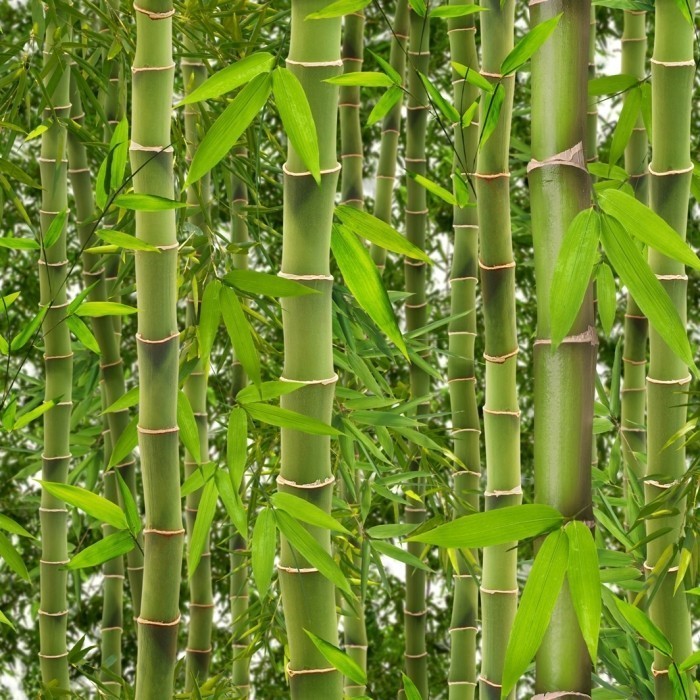 Bamboo Wallpaper 
 Title Bamboo Wallpaper - Tropical Rainforest Bamboo Trees - HD Wallpaper 
