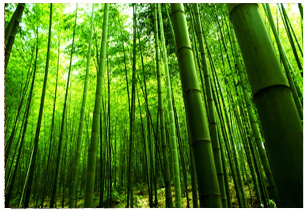 Bamboo As Raw Material - HD Wallpaper 