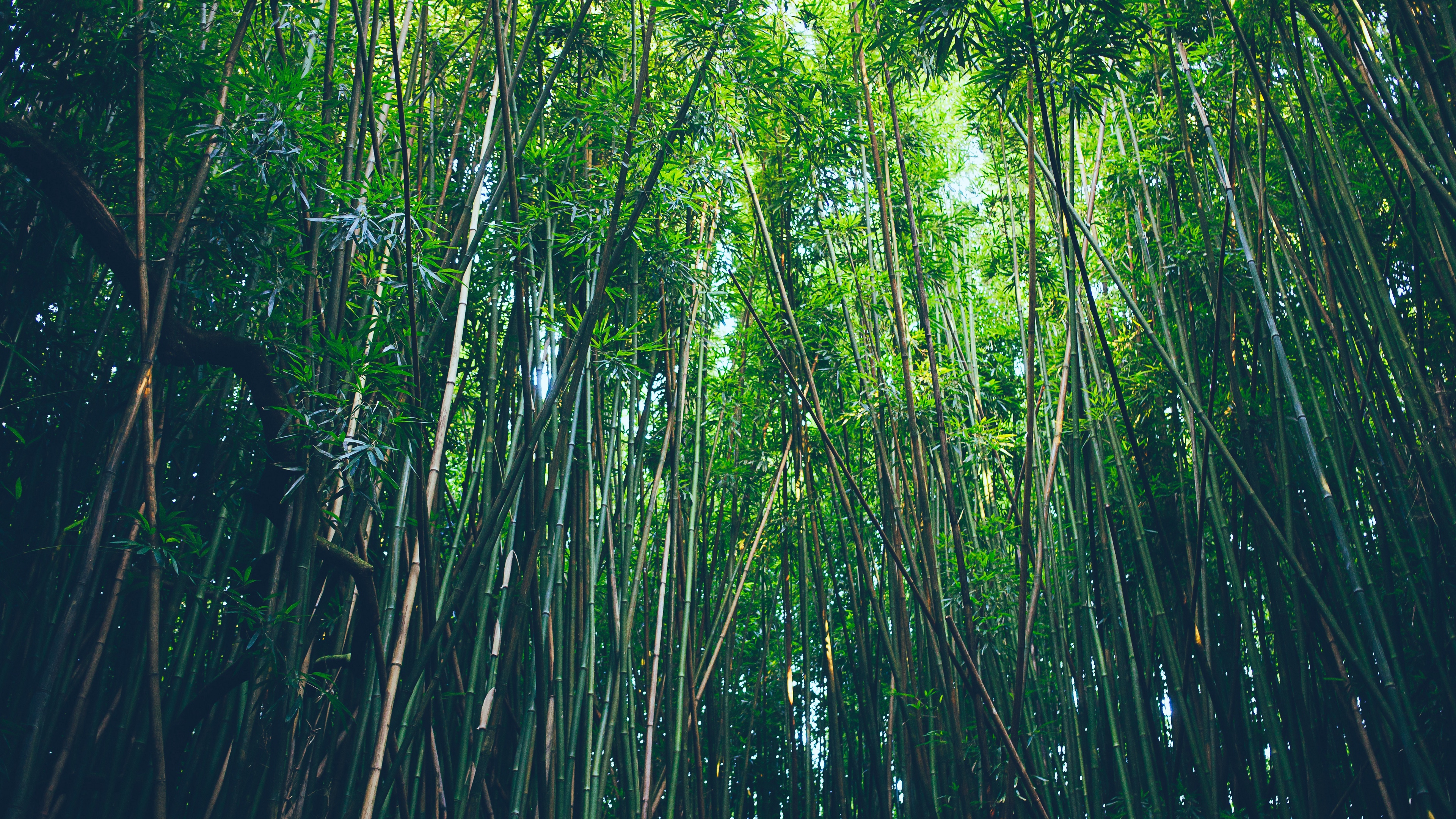 Wallpaper Bamboo, Trees, Thickets - Bamboo Trees - HD Wallpaper 
