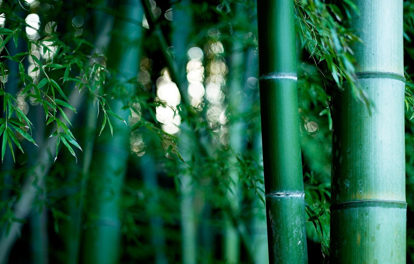 Photo Wallpaper Nature, Bamboo Grove - Bamboo Forest For Background - HD Wallpaper 