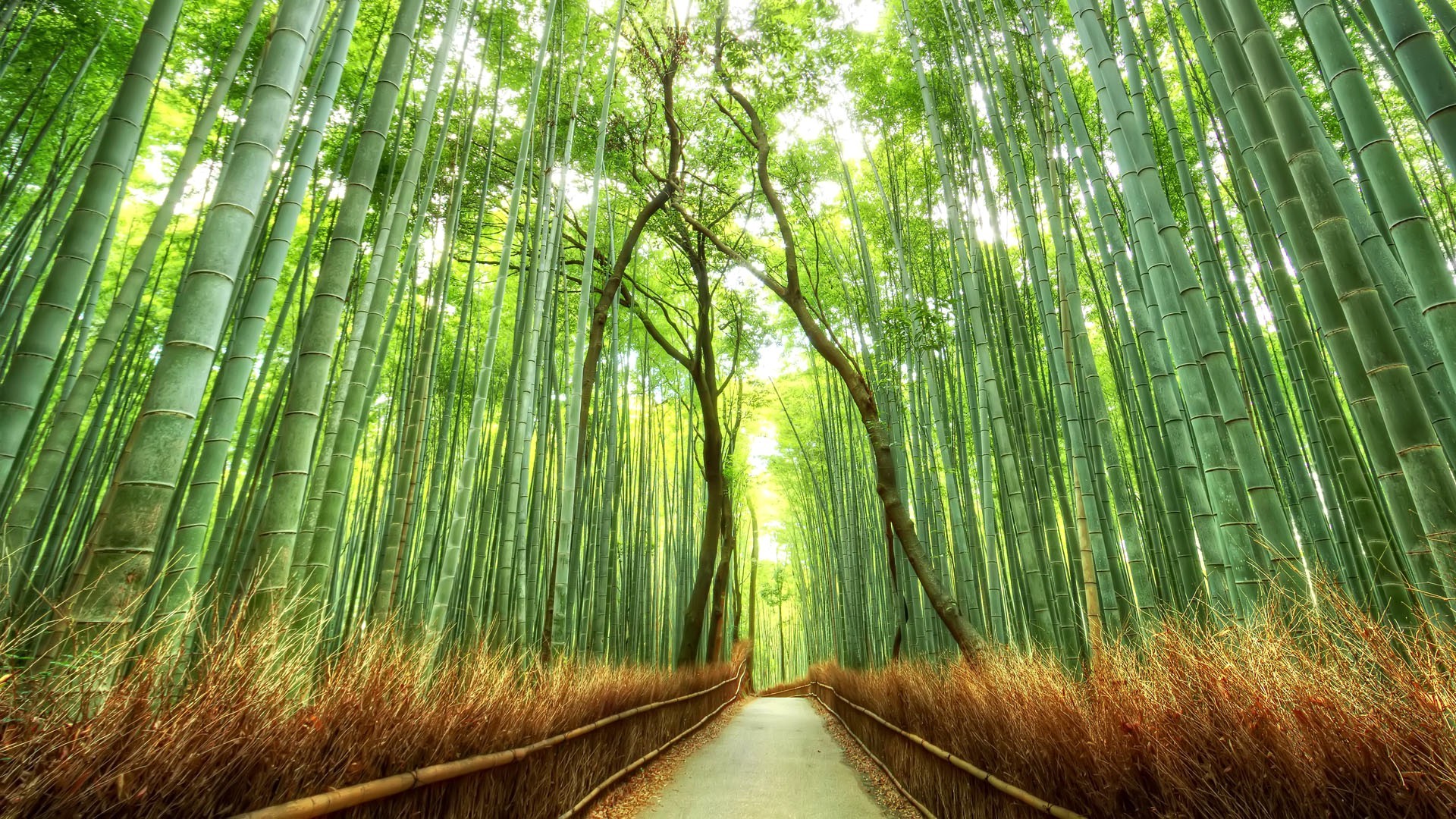 Landscape, Bamboo, Path, Japan, Nature, Fence, Forest - Japan Landscape Wallpaper Hd - HD Wallpaper 