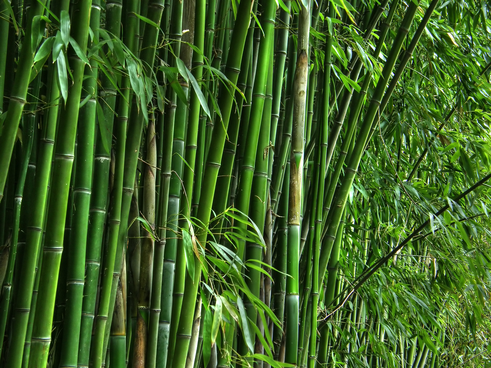 Leaves And Bamboo - HD Wallpaper 